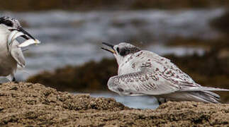 Sandwich Tern