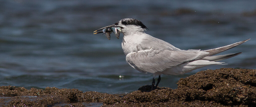 Sandwich Tern