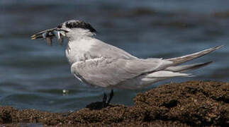 Sandwich Tern