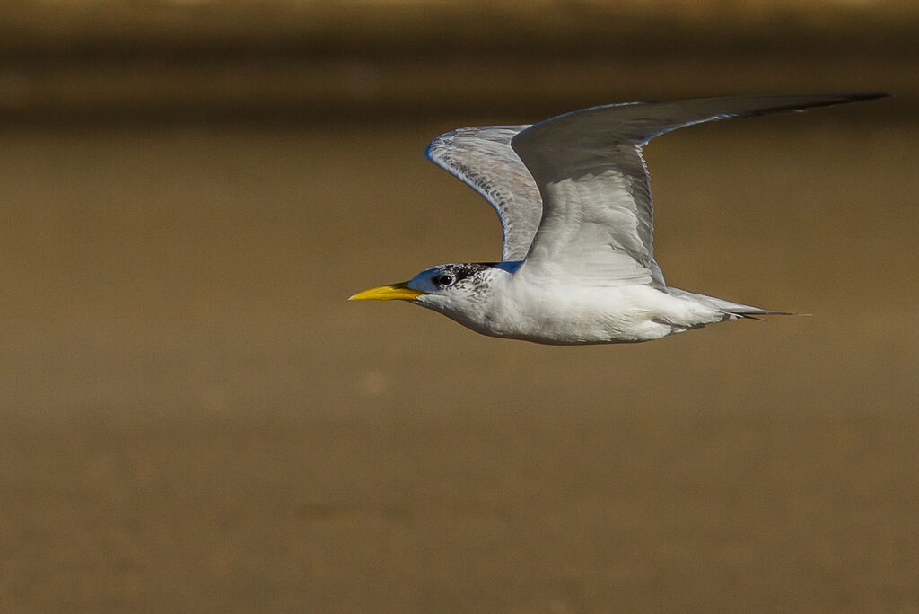 Greater Crested Tern