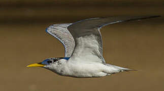 Greater Crested Tern