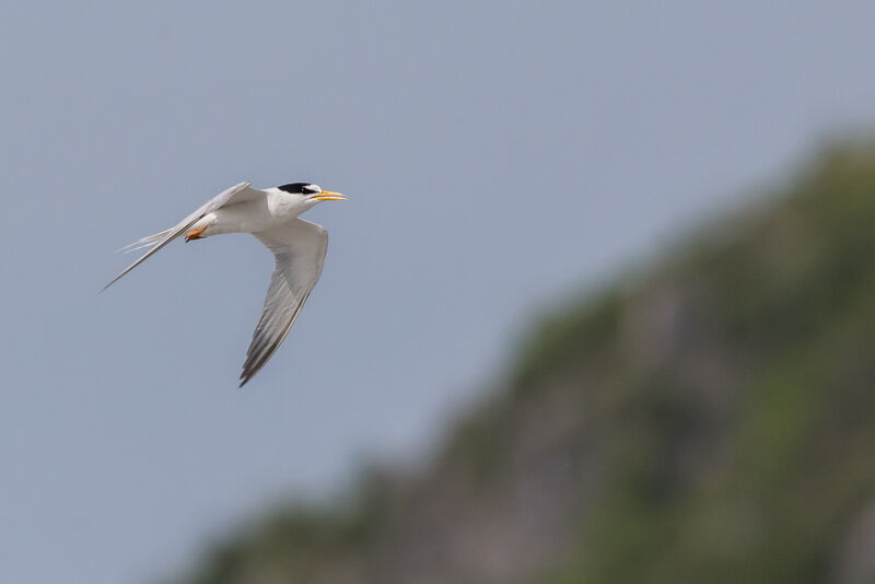 Little Tern, identification, close-up portrait, Flight