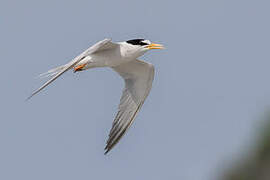 Little Tern