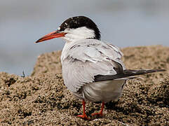 Common Tern