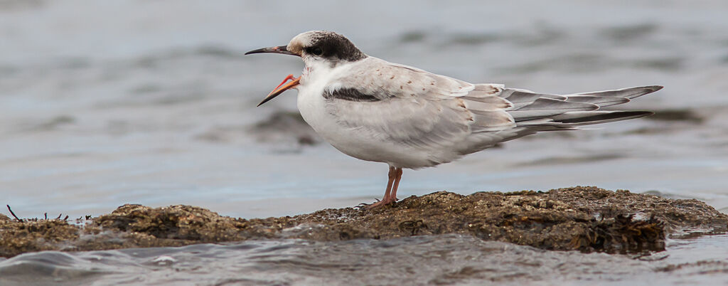 Common Ternjuvenile