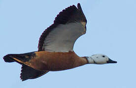 South African Shelduck