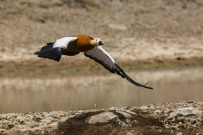 Ruddy Shelduck