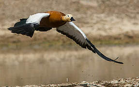 Ruddy Shelduck