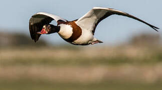 Common Shelduck