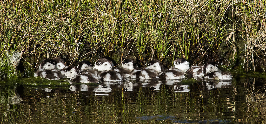 Common Shelduckjuvenile