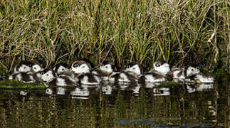 Common Shelduck