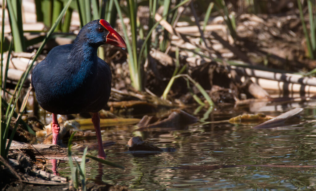 Western Swamphen