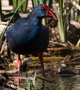 Western Swamphen