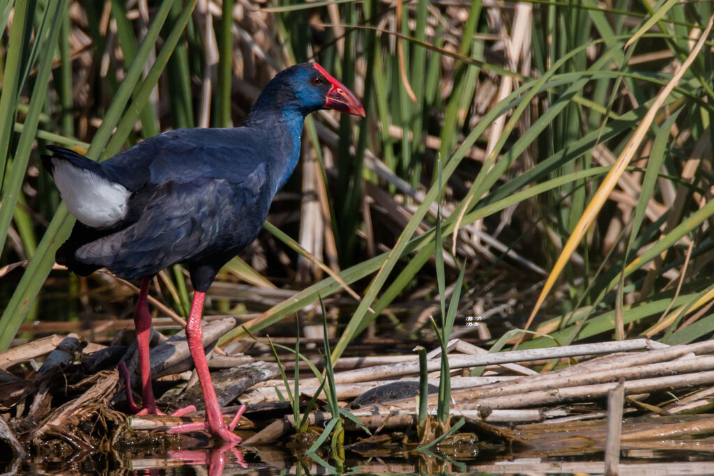 Western Swamphen
