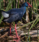 Western Swamphen