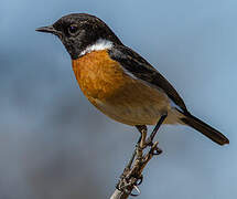 African Stonechat