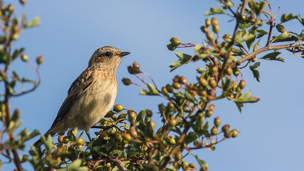 Whinchat