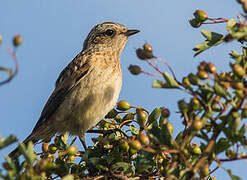 Whinchat