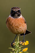 European Stonechat