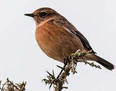 European Stonechat