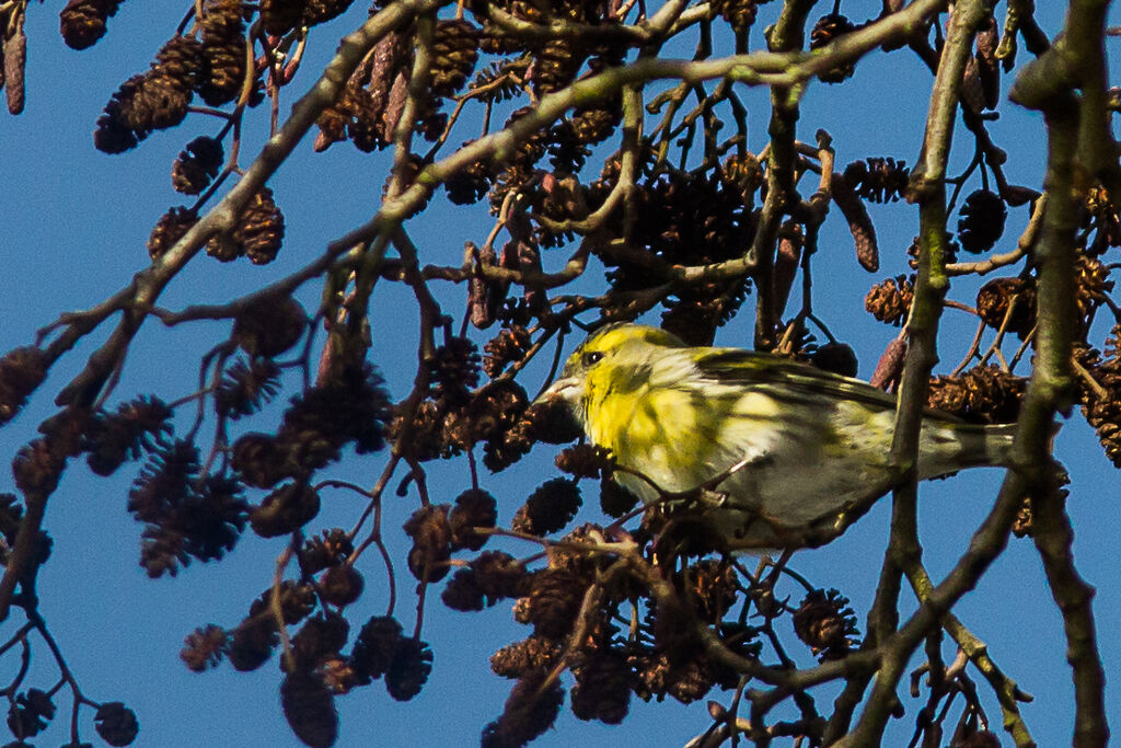 Eurasian Siskin