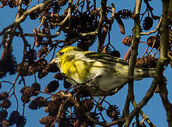 Eurasian Siskin