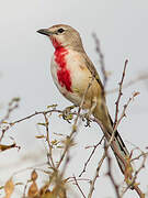 Rosy-patched Bushshrike