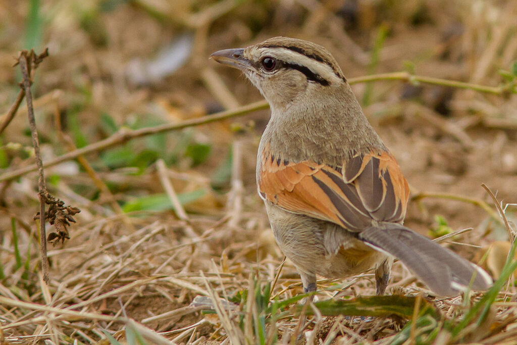 Brown-crowned Tchagra