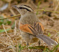 Brown-crowned Tchagra