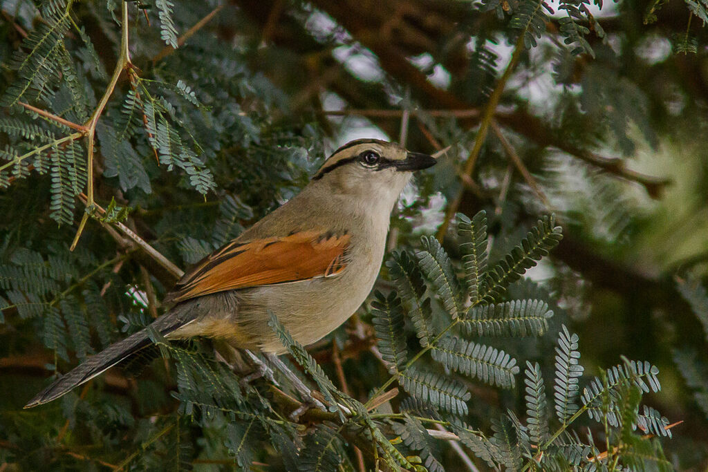 Brown-crowned Tchagra