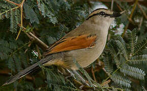 Brown-crowned Tchagra