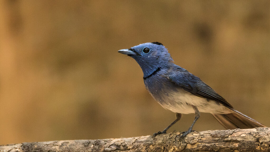 Black-naped Monarch male