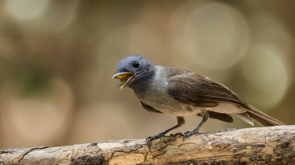 Black-naped Monarch female, identification