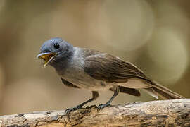 Black-naped Monarch