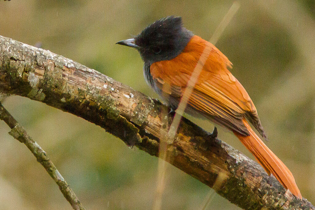 African Paradise Flycatcher