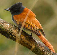 African Paradise Flycatcher