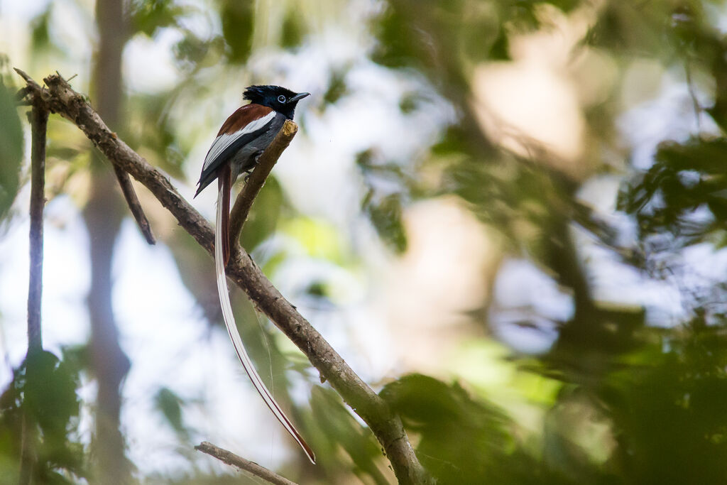 African Paradise Flycatcher male adult breeding