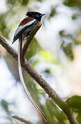 African Paradise Flycatcher