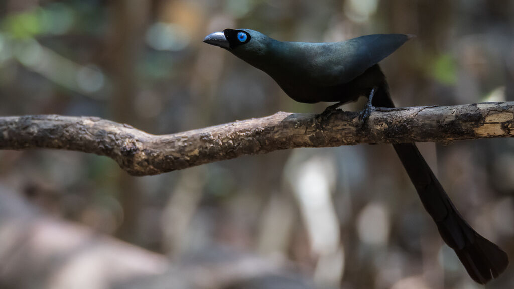 Racket-tailed Treepie, identification, close-up portrait