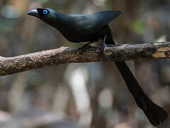 Racket-tailed Treepie