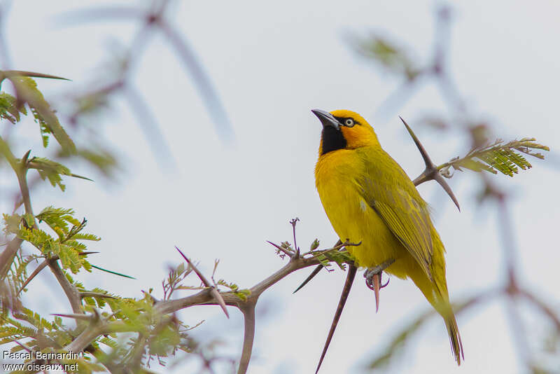 Spectacled Weaver male adult breeding, identification