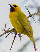 Spectacled Weaver