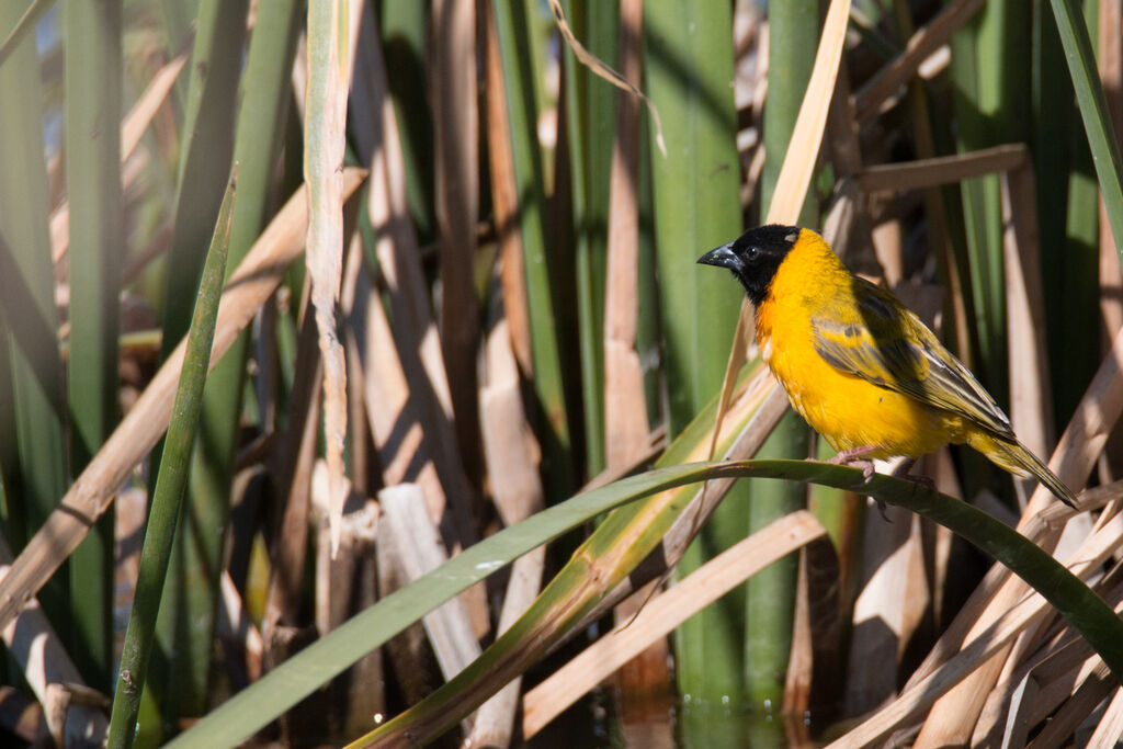 Black-headed Weaver