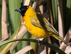 Black-headed Weaver