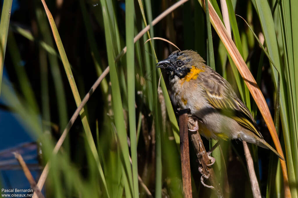 Tisserin à tête noire mâle immature, identification