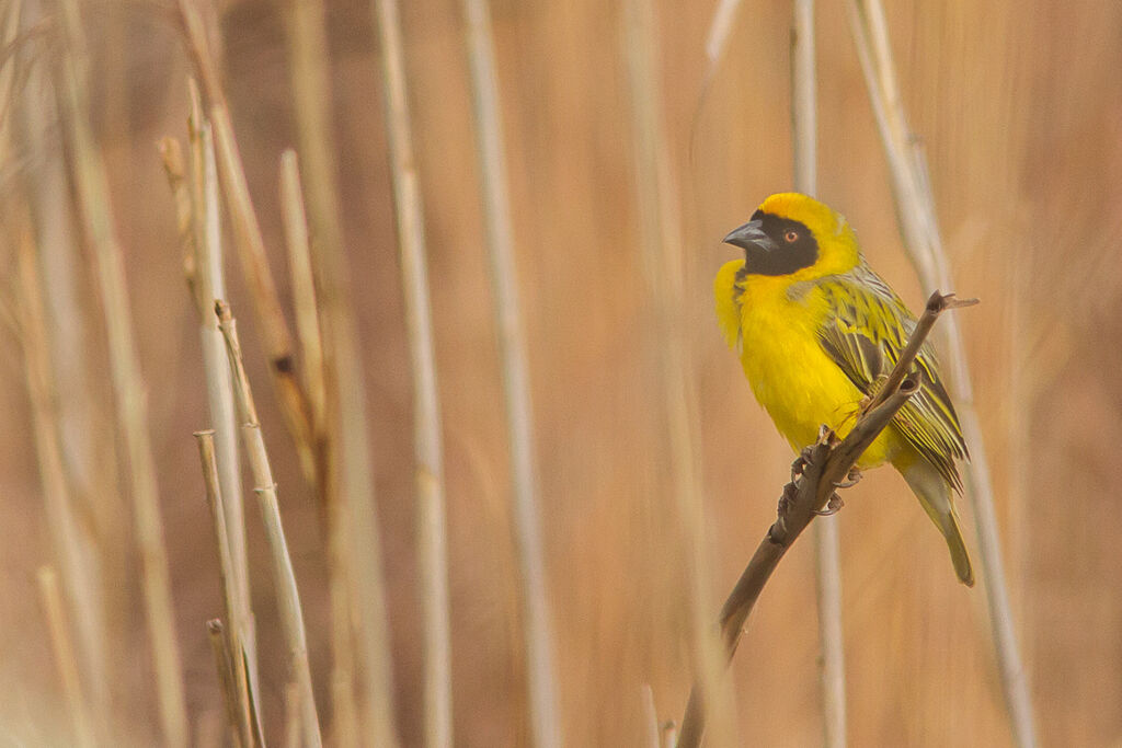 Southern Masked Weaver