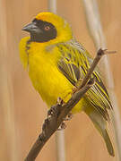 Southern Masked Weaver