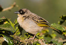 Baglafecht Weaver