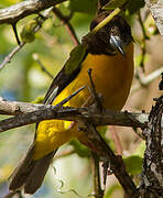 Dark-backed Weaver