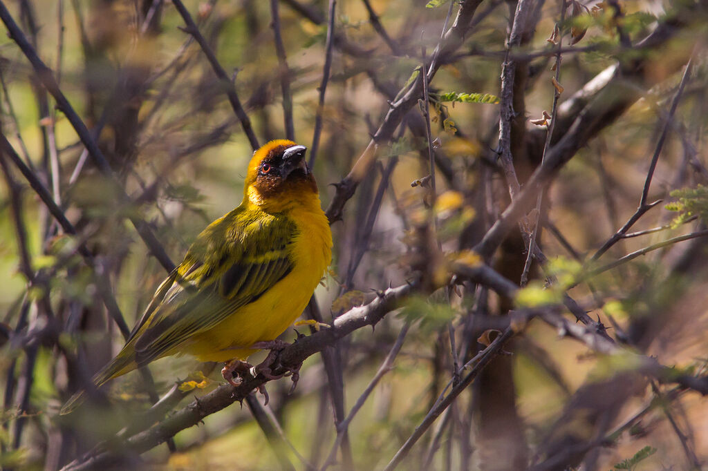 Rüppell's Weaver male adult